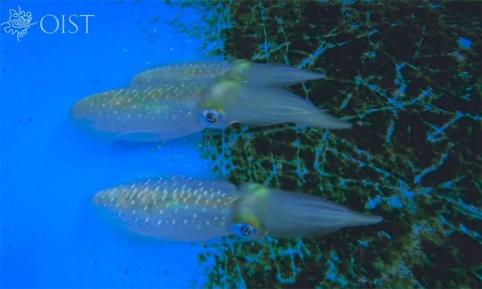 This cuttlefish displays varying shades of color in areas of the tank with different algae densities.