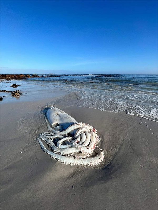 The squid carcass was discovered with deep wounds, suspected to be from a ship collision.