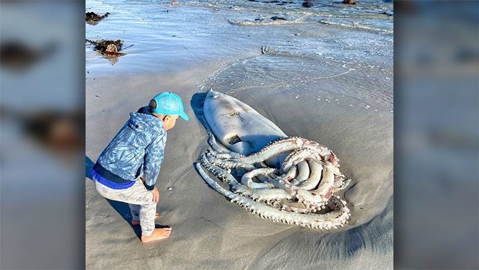 The giant squid measuring over 3.5 meters washed ashore at Long Beach, South Africa.