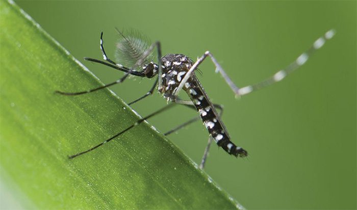 Aedes Mosquito, the Vector for Dengue Fever