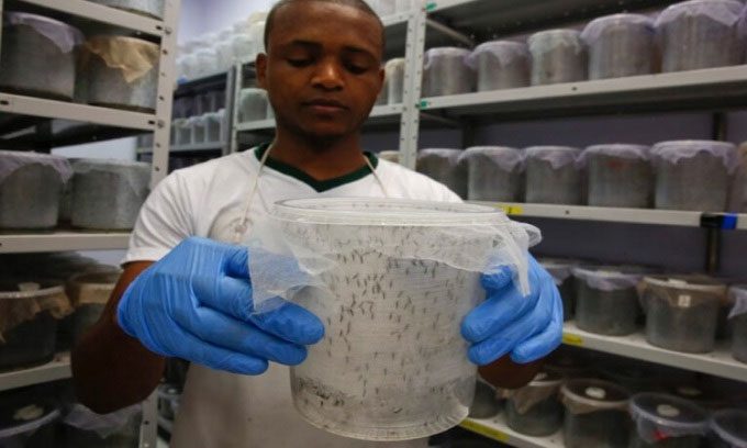 Oxitec's genetically modified mosquito breeding facility.