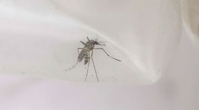 Mosquitoes too fatigued from lack of sleep are also less likely to land on hosts.