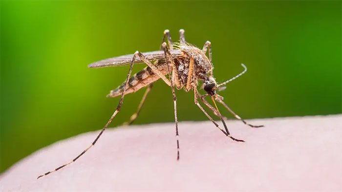 Sleep is also important for mosquitoes.