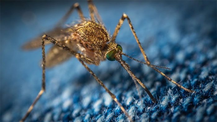 La Crosse virus transmitted through mosquito bites can affect the central nervous system.