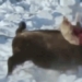 mysterious attack on the forest destroying 120808