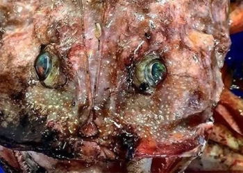 mysterious creature discovered similar to horror movie below the sea 121444
