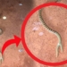mysterious creature similar to a snake under the guise of human fish name that surprises everyone 119056