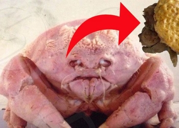 mysterious creature with round tentacles causing people to wonder about avoiding 119995