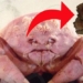 mysterious creature with round tentacles causing people to wonder about avoiding 119995