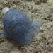 mysterious red dots under the sea leave scientists baffled 123106