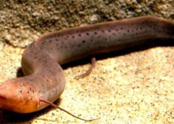 mystery species of fish that can live without water 120074