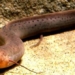 mystery species of fish that can live without water 120074