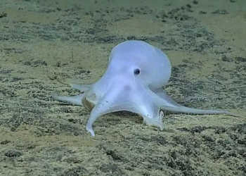 mystery that cannot be explained about the casper squid 122250
