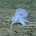 mystery that cannot be explained about the casper squid 122250
