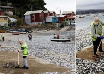 mystery thousands of dead fish washed up on beach in chile 119002