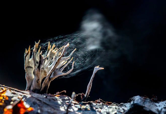 Xylaria hypoxylon mushrooms releasing spores.
