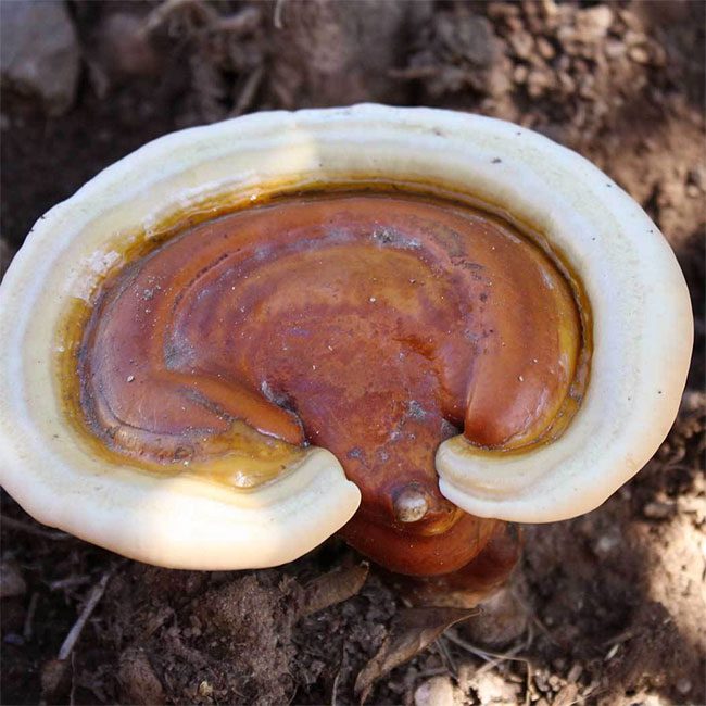 Reishi mushroom, scientific name Ganoderma lucidum