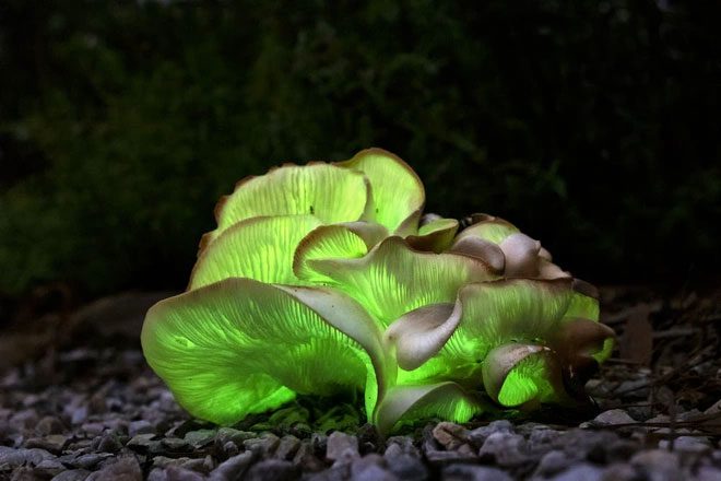 Omphalotus nidiformis mushrooms at night on a road in Australia.