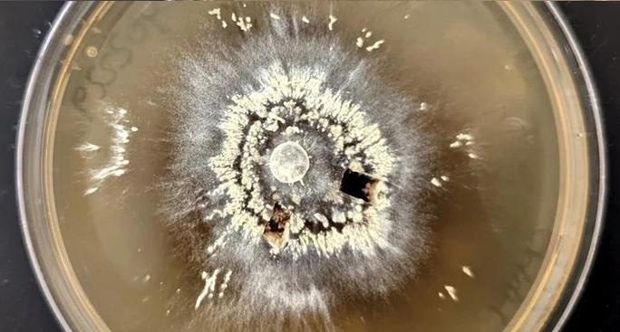 A species of fungus thriving in fire