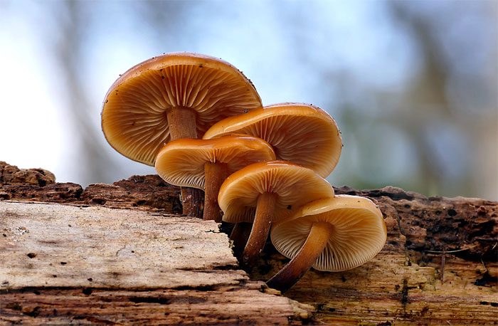 In some special cases, they communicate with surrounding mushrooms
