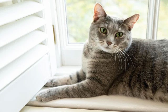 Domestic cats have a skull size reduction of about 25% compared to African and European wildcats.