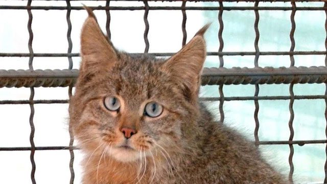 Domestic cats pose a significant threat to the Chinese mountain cat.