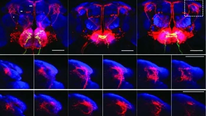 Results may indicate why flies know to avoid spoiled, toxic food.