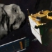 nasa spacecraft will crash into dimorphos 123148