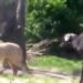 natural lion does not look at his friend fighting with wild water buffalo 118786