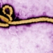 new discovery about virus that causes 25 90 people to die 118864