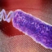 new discovery bacteria release sound only when exposed to antibiotics 120283