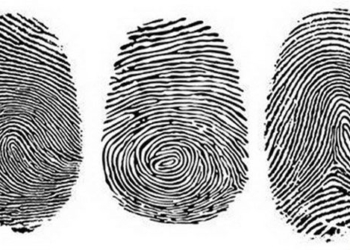 new discovery on the mechanism of human fingerprint formation 118246