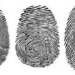 new discovery on the mechanism of human fingerprint formation 118246