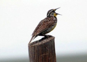 new research bird songs may help humans reduce anxiety 124306