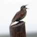 new research bird songs may help humans reduce anxiety 124306