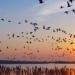 new research on the self guiding ability of humans and animals gps 123892