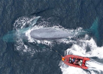 new research shows blue whales absorb 10 million strong plastic every day 123926