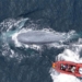 new research shows blue whales absorb 10 million strong plastic every day 123926