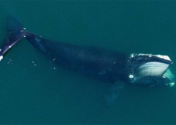 new research shows ocean needs more fish with more good ports 118124