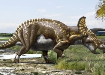 new reveals exchange rate of dinosaur species tyrannosaurus rex hot color stegosaurus cold color 120836