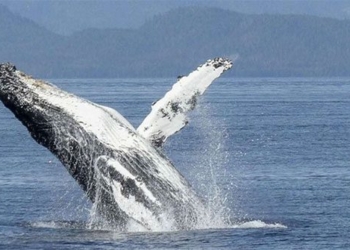 new shocking discovery about the giant whale 122780