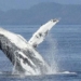 new shocking discovery about the giant whale 122780