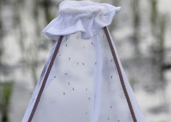 new sleeping type could cause paralysis in mosquitoes 119601