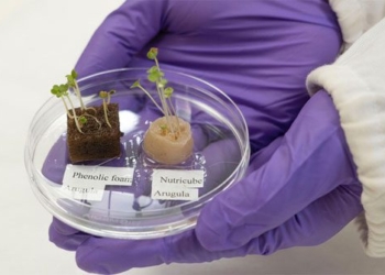 new solutions in organic vegetables with human hair fertilizer 123201