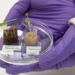 new solutions in organic vegetables with human hair fertilizer 123201