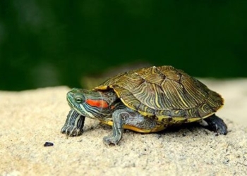 new trend of raising unique pets