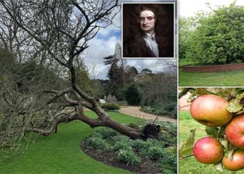 newton apple in the cambridge university garden vandalized 118978
