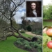 newton apple in the cambridge university garden vandalized 118978