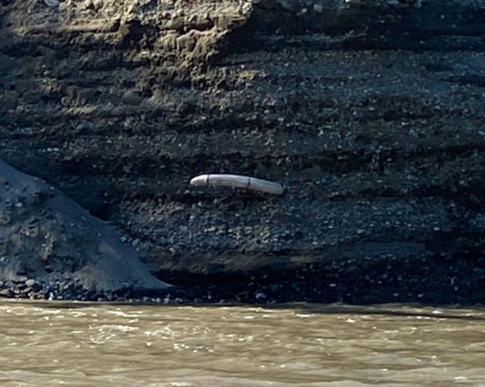 Woolly mammoth tusk protruding from the Koyukuk River bank, Alaska.