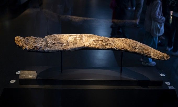 Nearly intact ivory tusk excavated from a sacrificial pit at Tam Tinh Đôi.